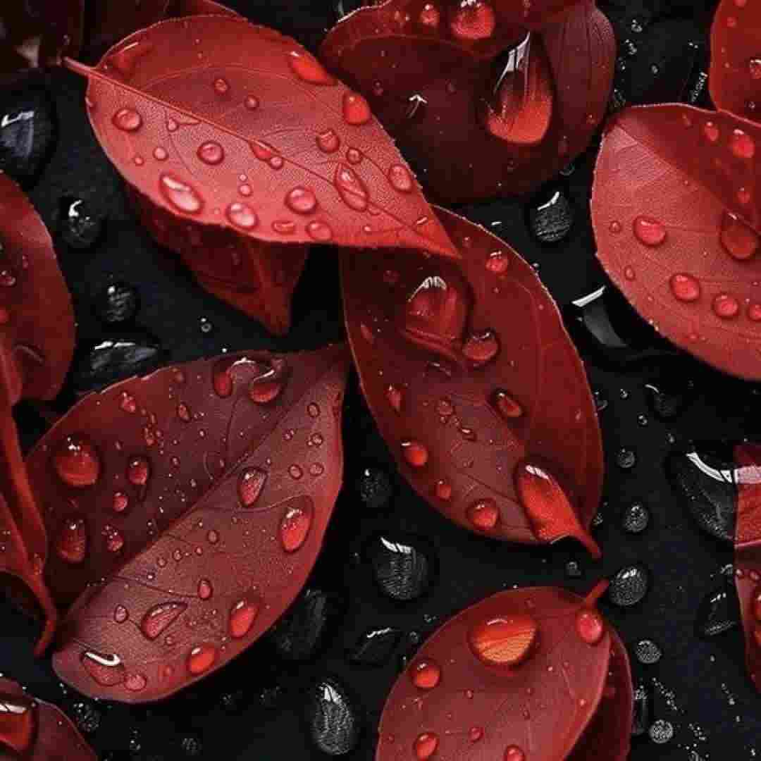 دانلود آهنگ تو غرور مرا بشکستی (تمام خواننده ها+ ریمیکس)