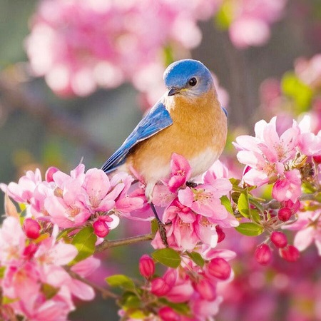 دانلود آهنگ بهار اومد گلا وا شد(ریمیکس + صدای بچه)