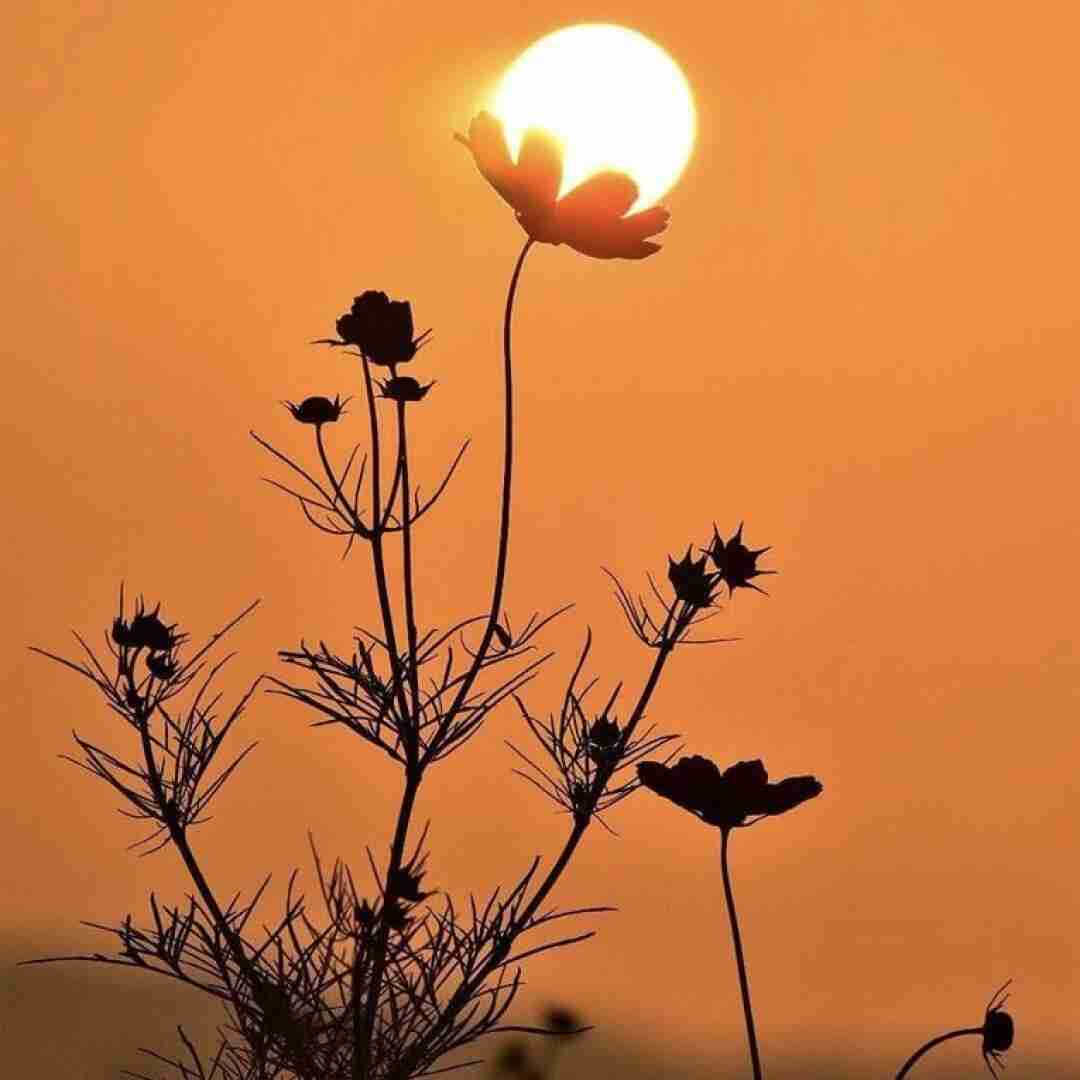 دانلود آهنگ چی تو له یادم پاکو کم شیرین دلدارم (تمام اجراها)