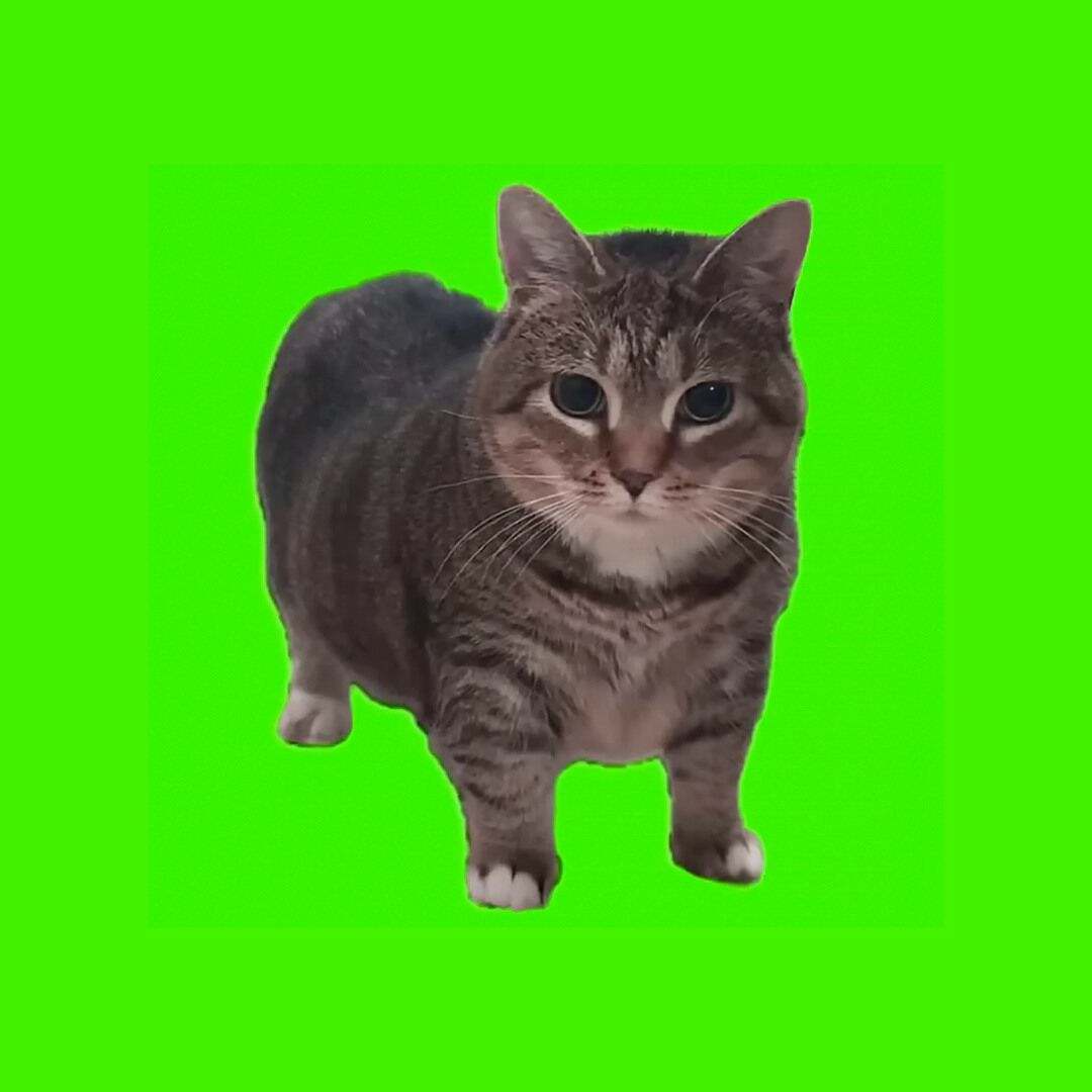 دانلود آهنگ فانک OIIA OIIA (Spinning Cat) از W&W